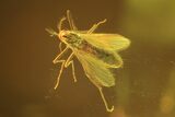 Detailed Fossil Flies (Chironomidae & Cecidomyiidae) In Baltic Amber #102782-1